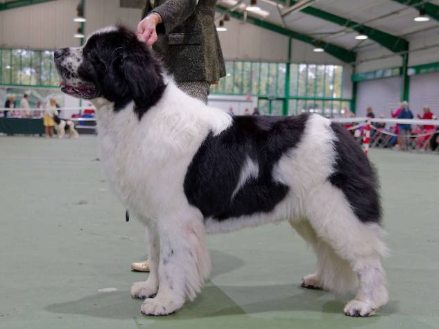 Winner of Special Open White & Black (Landseer) Dog