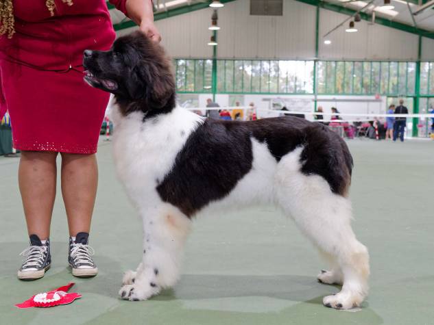 Winner of Minor Puppy Bitch