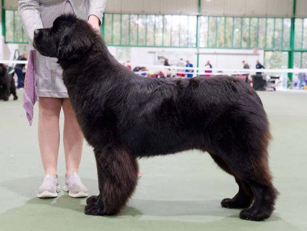 Winner of Puppy Bitch