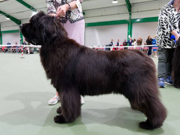 Winner of Veteran Bitch