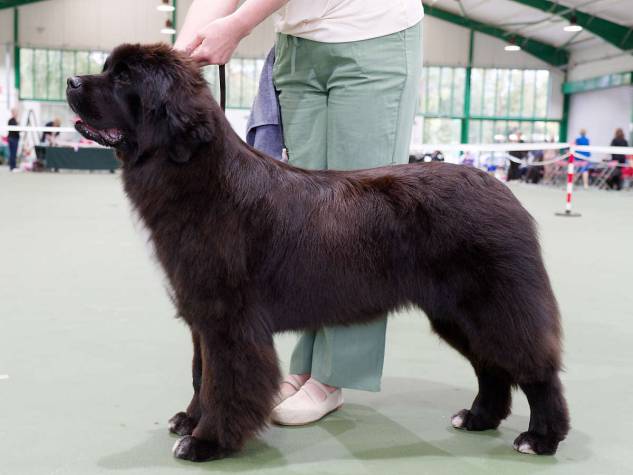 Winner of Junior Bitch