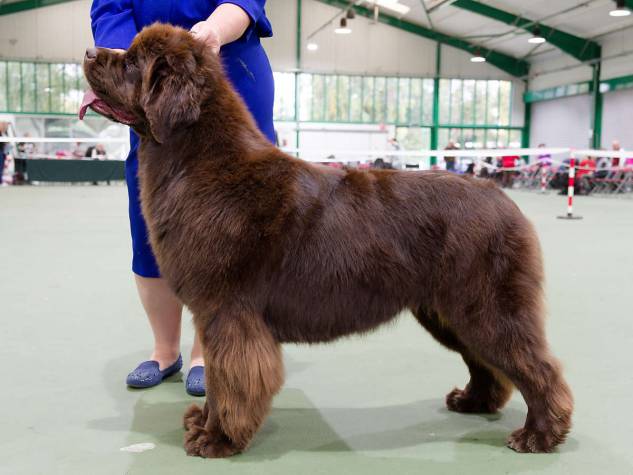 Winner of Yearling Bitch