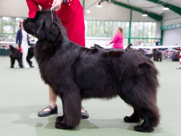 Winner of Post Graduate Bitch