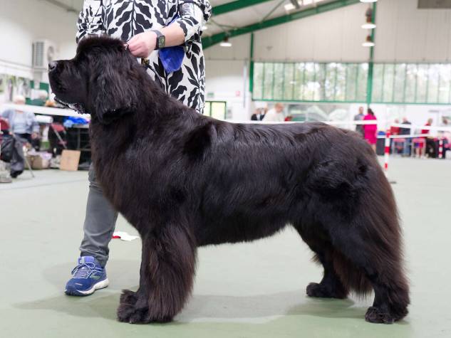 Winner of Limit Bitch