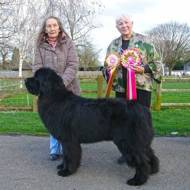 Best In Show winner, Vodahond Arlo