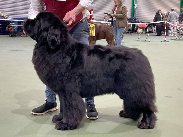 Winner of Special Open Black Dog