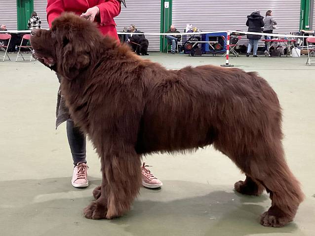 Winner of Special Open Brown Dog