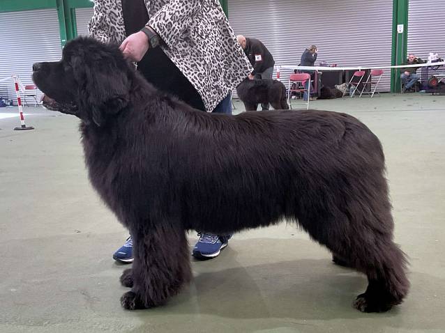 Winner of Veteran Bitch