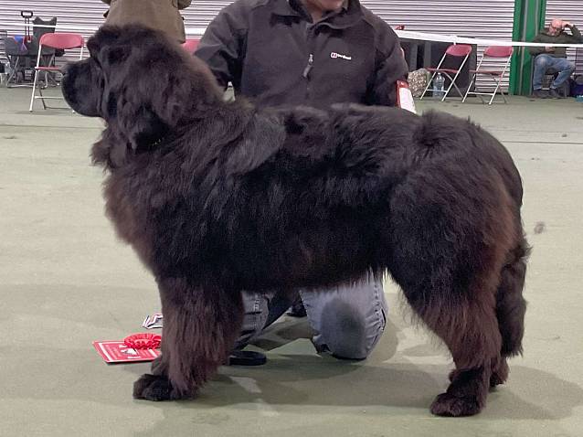 Winner of Minor Puppy Bitch