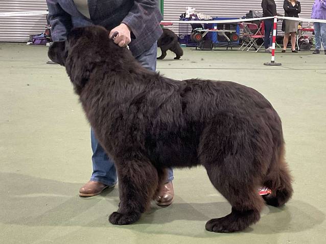 Winner of Puppy Bitch