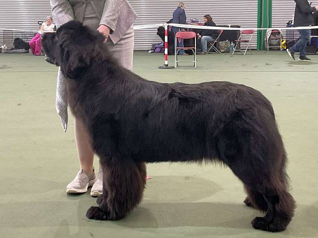 Winner of Junior Bitch