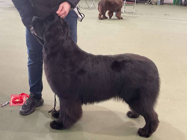 Winner of Post Graduate Bitch