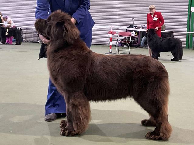 Winner of Limit Bitch