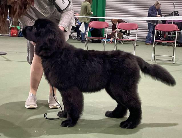 Winner of Baby Puppy Dog or Bitch