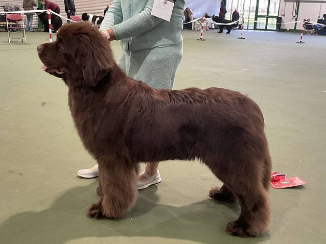 Winner of Special Open Brown Bitch