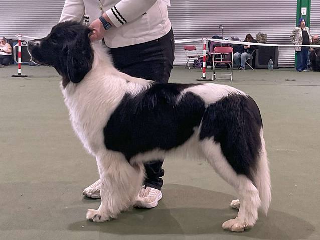 Winner of Special Open White & Black (Landseer) Bitch
