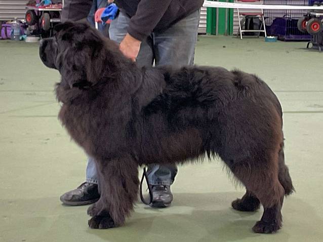 Winner of Special Award Junior Dog or Bitch