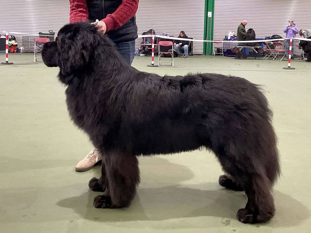 Winner of Special Award Post Graduate Dog or Bitch