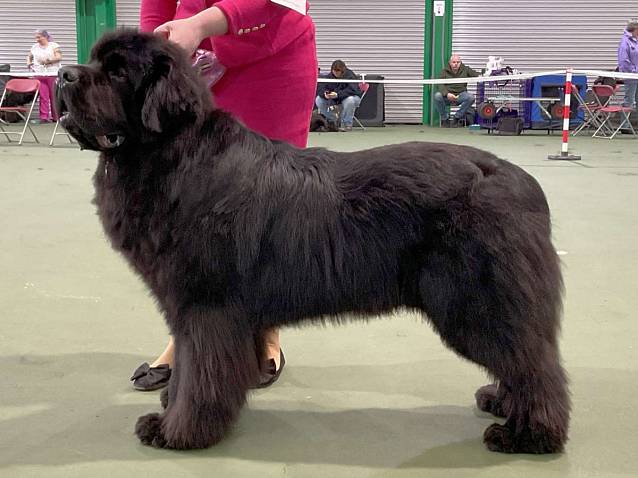 Winner of Special Award Open Dog or Bitch