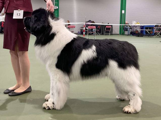 Winner of Veteran Dog