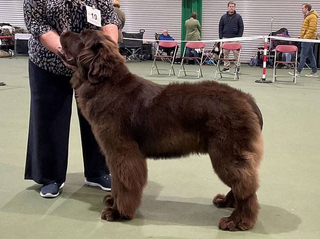 Winner of Minor Puppy Dog