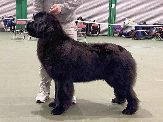 Winner of Junior Dog