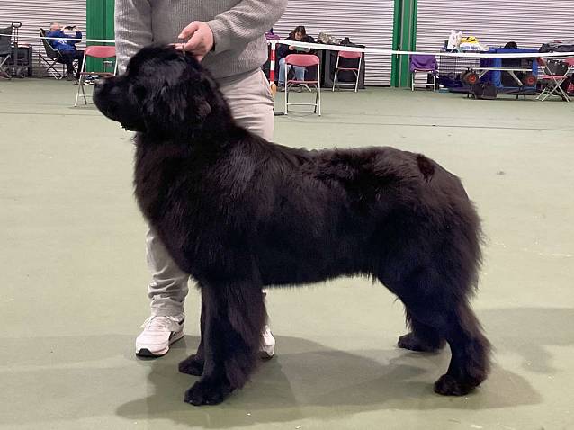 Winner of Graduate Dog