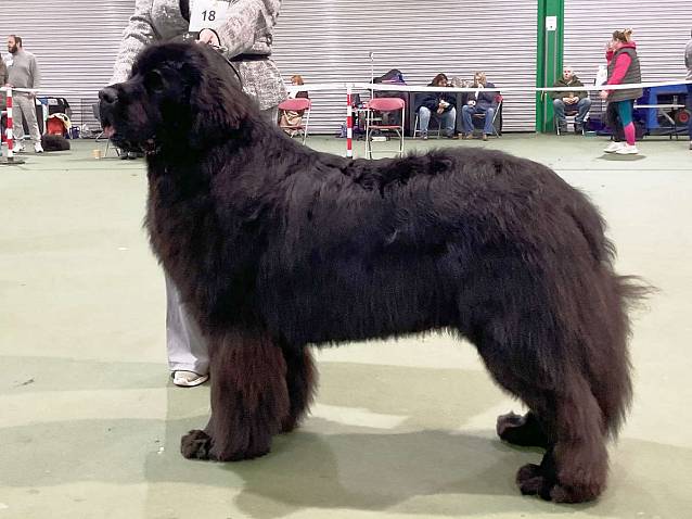 Winner of Post Graduate Dog