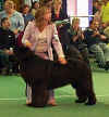 Sp Open Dog Br By Exhib.jpg