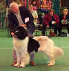 Sp Open Landseer Dog.jpg