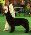 Sp Yearling Dog.jpg