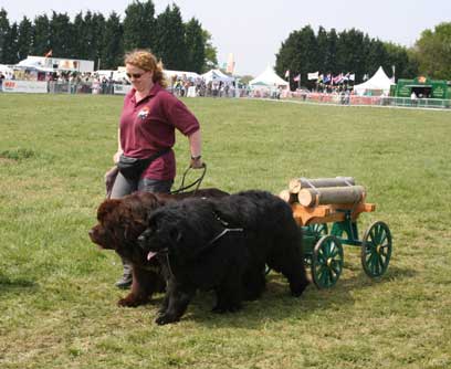 newfoundland pulling cart