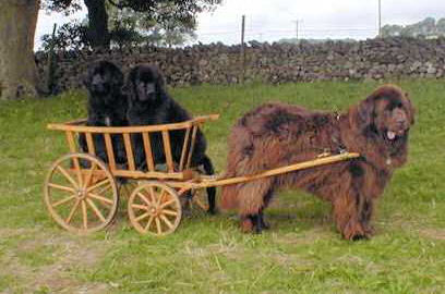 Photograph of a Brown Newfoundland pulling a cart with two Newfoundland puppies in it
