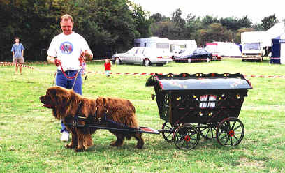 newfoundland pulling cart