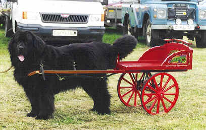 newfoundland pulling cart