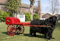 Photograph of a veteran Newfoundland bitch betwen the shafts of a cart