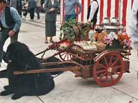 Photograph of a Black Newfoundland dog sitting between the shafts of a cart with flowers