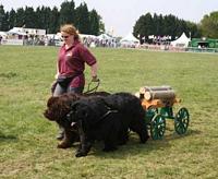 Photograph of Archie & Rufus, a Newfoundland team with a cart