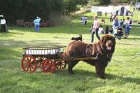 Photograph of a Brown Newfoundland with a cart