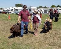 Photograph of Busby, a Brown Newfoundland and Oscar pulling carts