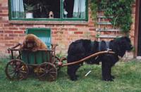 Photograph of Daisy, a Black Newfoundland pulling Clarence, a Brown Newfoundland puppy in a cart
