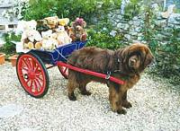 Dory, a Brown Newfoundland in harness with a cart full of teddys