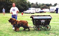 Photograph of George, a Brown Newfoundland pulling an ornate minature gypsy wagon