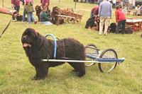 Photograph of a Newfoundland harnessed to a modern cart