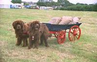 Photograph of a pair of Brown Newfoundlands pullng a large loaded cart