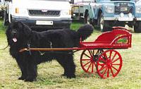 Photograph of a Black Newfoundland dog in harness with a buggy