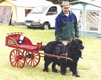 Photograph of a Black Newfoundland in harness with a buggy-style cart