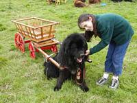 Photograph of a young Newfoundland sitting down between the shafts of a cart