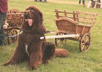 Photograph of a Newfoundland with a rustic cart