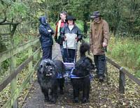 Photograph of a pair of Black Newfoundlands in Brace pulling a cart over a bridge